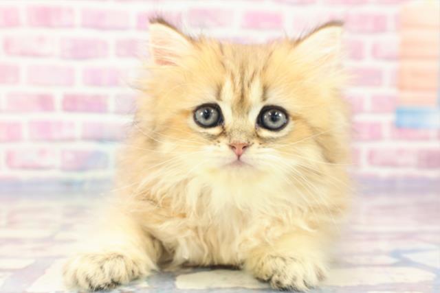 山梨県のペルシャ (Coo&RIKU甲府昭和通り店/2023年6月22日生まれ/女の子/チンチラゴールデン)の子猫