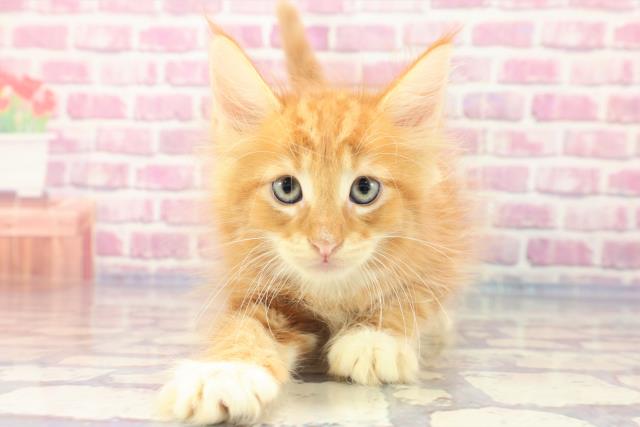 東京都のターキッシュアンゴラ (Coo&RIKU足立本店/2023年6月24日生まれ/男の子/レッドタビーホワイト)の子猫