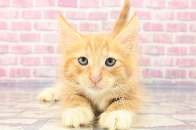 広島県のターキッシュアンゴラ (Coo&RIKU広島北店/2023年6月24日生まれ/女の子/レッドタビーホワイト)の子猫
