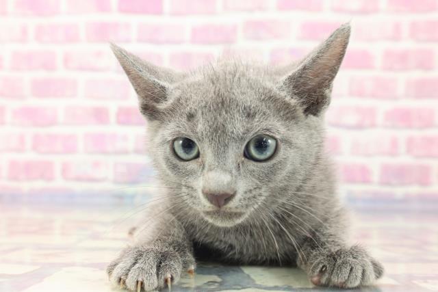 山梨県のロシアンブルー (Coo&RIKU甲府昭和通り店/2023年6月23日生まれ/男の子/ブルー)の子猫