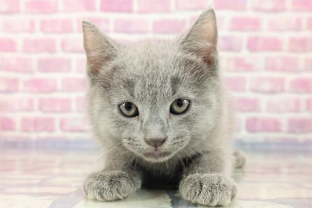青森県のシャルトリュー (Coo&RIKU青森店/2023年6月23日生まれ/男の子/ブルー)の子猫
