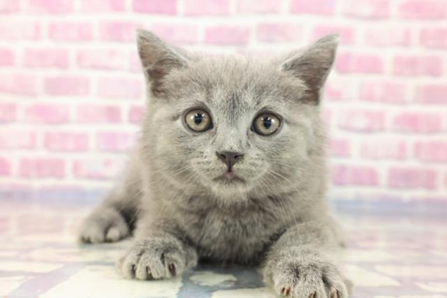 広島県のシャルトリュー (Coo&RIKU広島北店/2023年6月23日生まれ/女の子/ブルー)の子猫