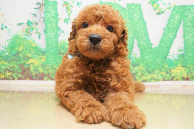 沖縄県のトイプードル (Coo&RIKU沖縄浦添店/2023年6月25日生まれ/男の子/レッド(赤))の子犬