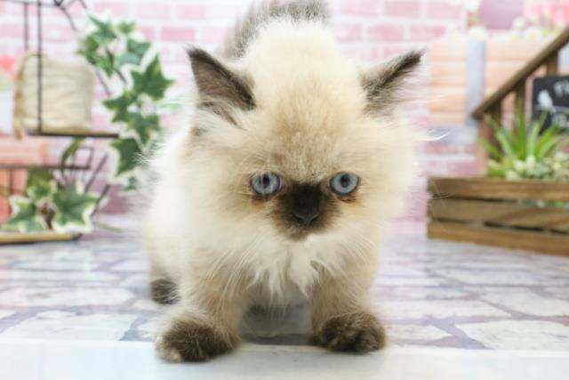ヒマラヤン