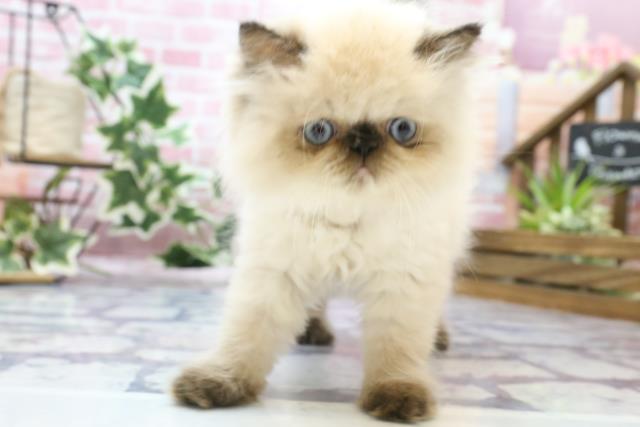 ヒマラヤン