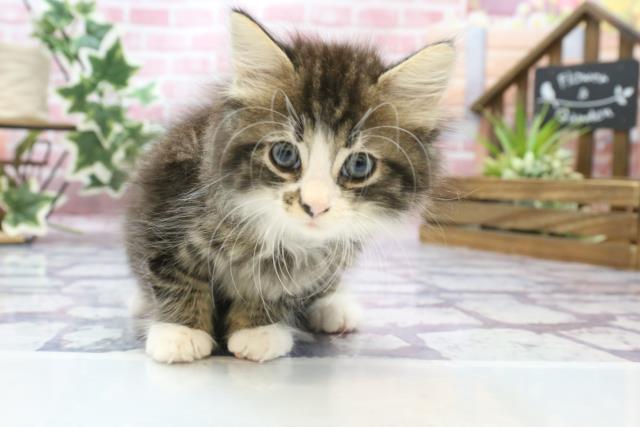 島根県のノルウェージャンフォレストキャット (Coo&RIKU出雲店/2023年6月25日生まれ/女の子/ブラウンマッカレルタビーホワイト)の子猫