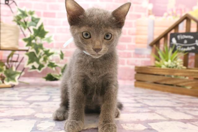 長崎県のロシアンブルー (Coo&RIKU大村店/2023年6月26日生まれ/男の子/ブルー)の子猫