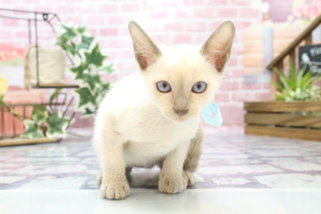 長崎県のトンキニーズ (Coo&RIKU大村店/2023年6月24日生まれ/男の子/ブルーポイント)の子猫