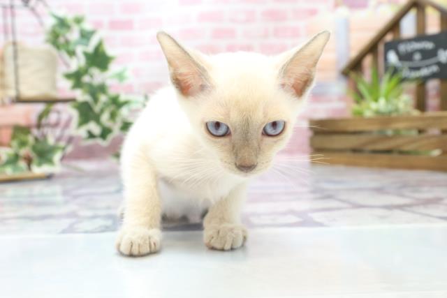 鳥取県のトンキニーズ (Coo&RIKUラ・ムー鳥取東店/2023年6月24日生まれ/男の子/ブルーポイント)の子猫