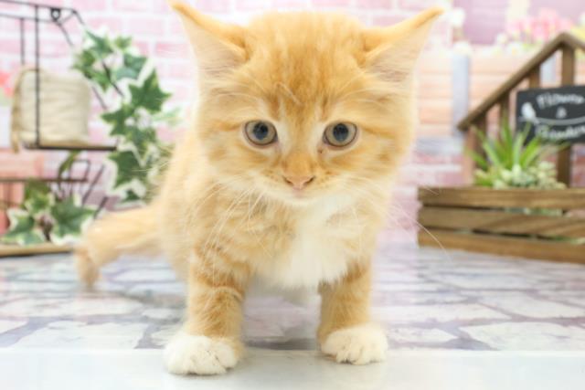 長崎県のラガマフィン (Coo&RIKU大村店/2023年6月16日生まれ/男の子/レッドタビーホワイト)の子猫