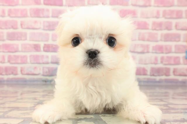 新潟県のハーフ犬 (Coo&RIKU新潟東店/2023年6月26日生まれ/女の子/ホワイト(白))の子犬