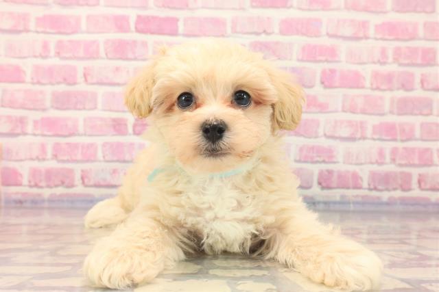 栃木県のマルプー (Coo&RIKUイオンタウン佐野店/2023年6月25日生まれ/男の子/アプリコット)の子犬