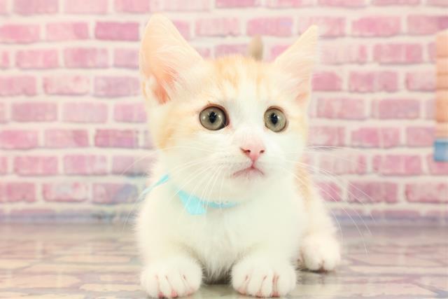 岩手県のキンカロー (Coo&RIKU一関店/2023年6月25日生まれ/男の子/レッドタビーホワイト)の子猫