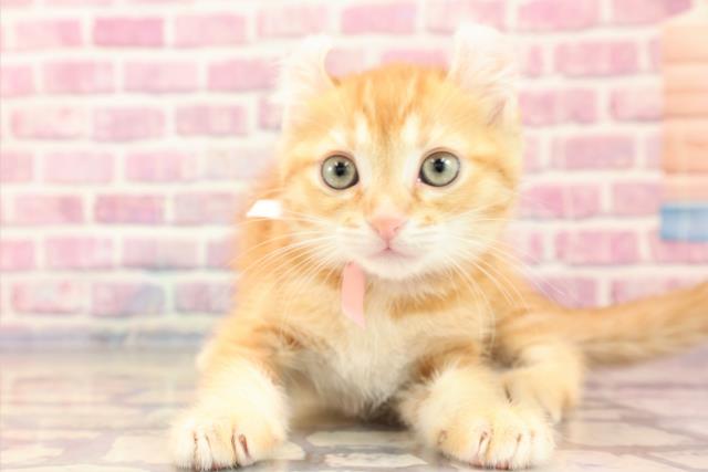 新潟県のアメリカンカール (Coo&RIKU新潟西店/2023年6月23日生まれ/女の子/レッドタビーホワイト)の子猫