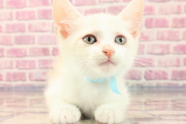 山形県のアメリカンカール (Coo&RIKU山形店/2023年6月23日生まれ/男の子/クリームタビーホワイト)の子猫