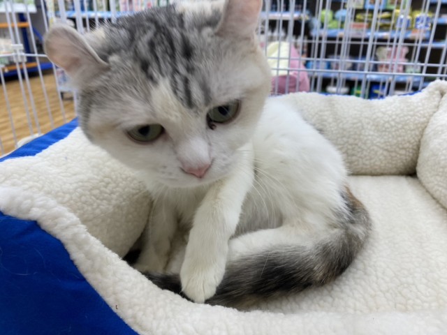 埼玉県のアメリカンカール (Coo&RIKU所沢店/2023年6月23日生まれ/女の子/キャリコ)の子猫