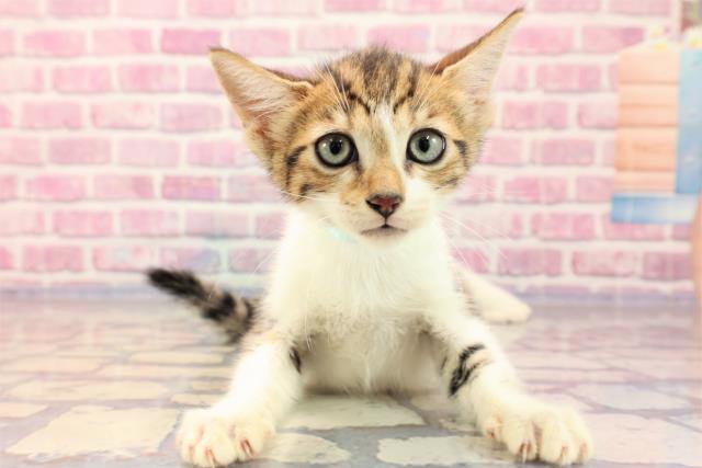 山形県のキンカロー (Coo&RIKU山形店/2023年6月23日生まれ/男の子/ブラウンタビーホワイト)の子猫