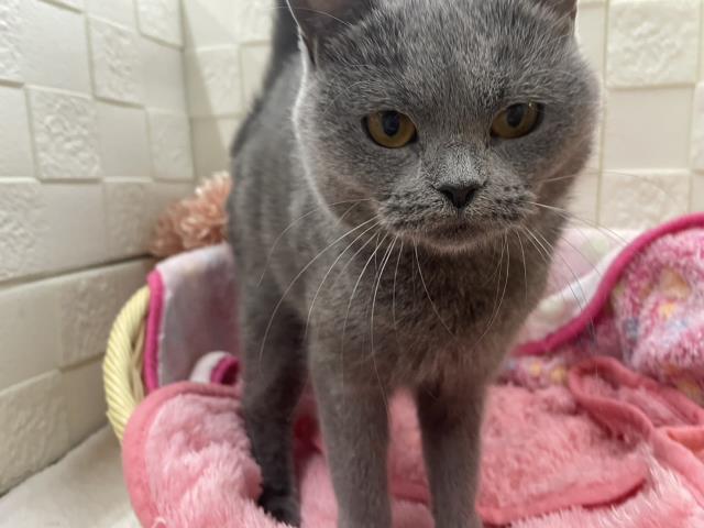 新潟県のシャルトリュー (Coo&RIKUイオンモール新発田店/2023年6月28日生まれ/女の子/ブルー)の子猫