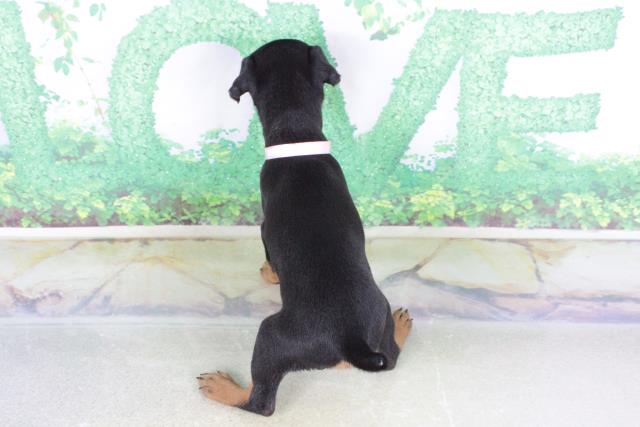 口コミ 犬用リードフック ミニチュア・ピンシャーLFP-DG322R 首輪、ハーネス、リード OUTPLAYED