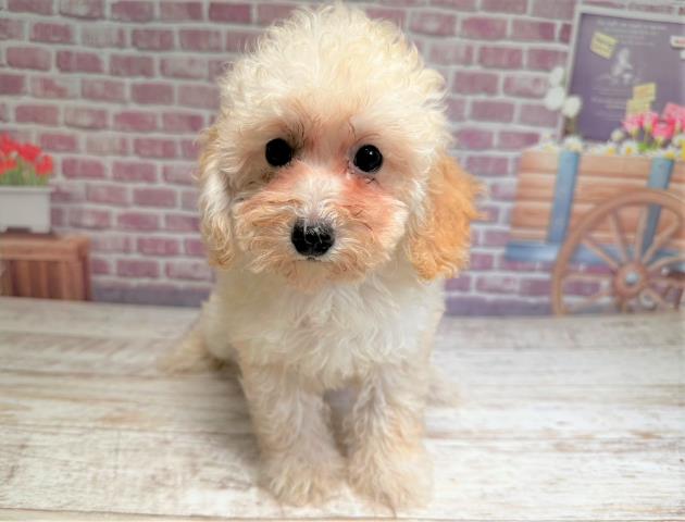 北海道のトイプードル (Coo&RIKU北見店/2023年6月27日生まれ/女の子/クリーム)の子犬