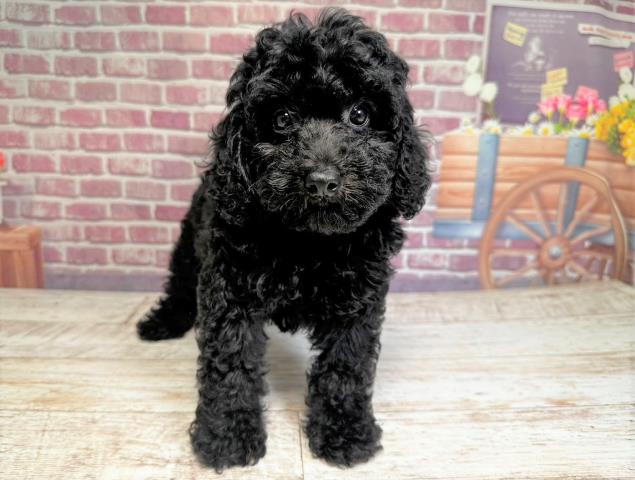 北海道のトイプードル (Coo&RIKU札幌東店/2023年6月27日生まれ/女の子/ブラック(黒))の子犬