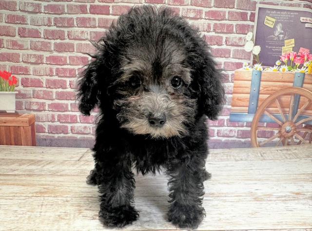 新潟県のトイプードル (Coo&RIKUイオンモール新発田店/2023年6月27日生まれ/女の子/シルバー)の子犬