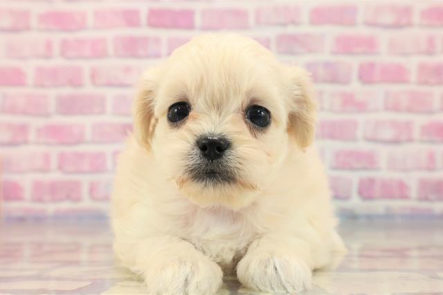 青森県のハーフ犬 (Coo&RIKU青森店/2023年7月1日生まれ/女の子/クリーム)の子犬