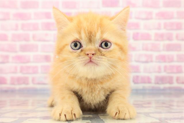 鳥取県のエキゾチックショートヘアー (Coo&RIKUラ・ムー鳥取東店/2023年6月29日生まれ/男の子/レッドタビー)の子猫