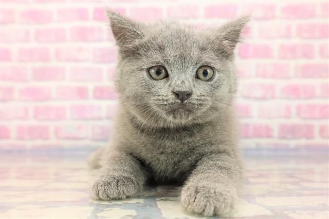 広島県のシャルトリュー (Coo&RIKU福山店/2023年6月29日生まれ/女の子/ブルー)の子猫