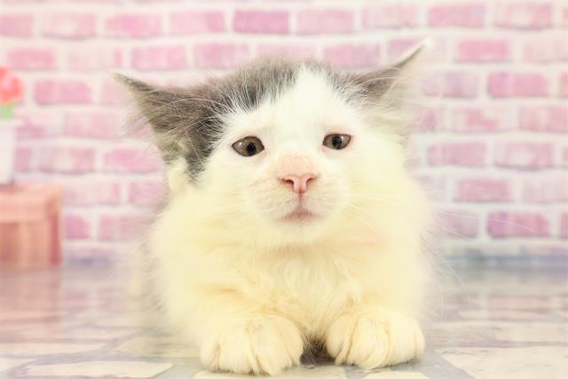 石川県のノルウェージャンフォレストキャット (Coo&RIKU金沢店/2023年6月30日生まれ/女の子/ブルータビーホワイト)の子猫