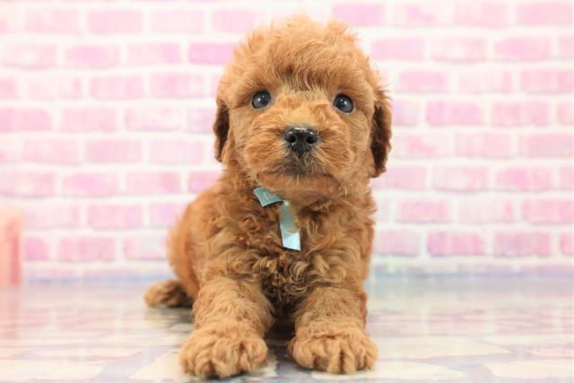 栃木県のトイプードル (Coo&RIKUイオンタウン佐野店/2023年7月2日生まれ/男の子/アプリコット)の子犬