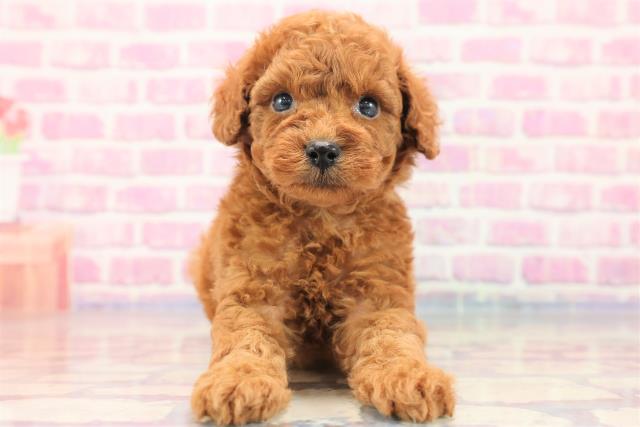 群馬県のトイプードル (Coo&RIKU藤岡店/2023年7月2日生まれ/男の子/アプリコット)の子犬