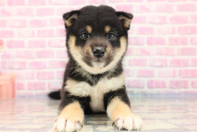 新潟県の柴犬 (Coo&RIKUイオンモール新発田店/2023年6月30日生まれ/男の子/ブラック(黒))の子犬