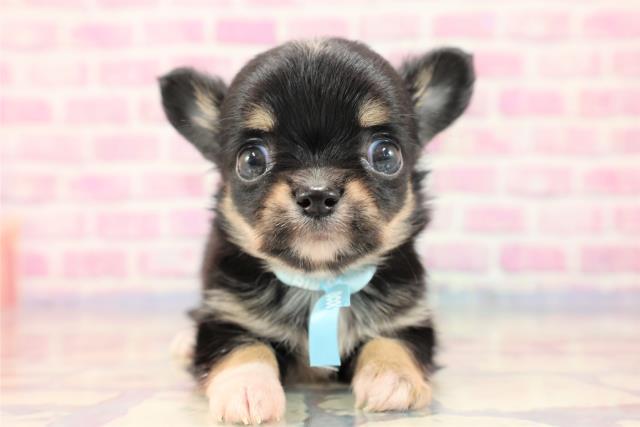 北海道のチワワ(ロング) (Coo&RIKU苫小牧店/2023年7月1日生まれ/男の子/ブラックタンホワイト)の子犬
