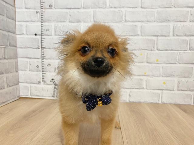 北海道のポメラニアン (Coo&RIKU北見店/2023年7月1日生まれ/男の子/オレンジセーブル)の子犬