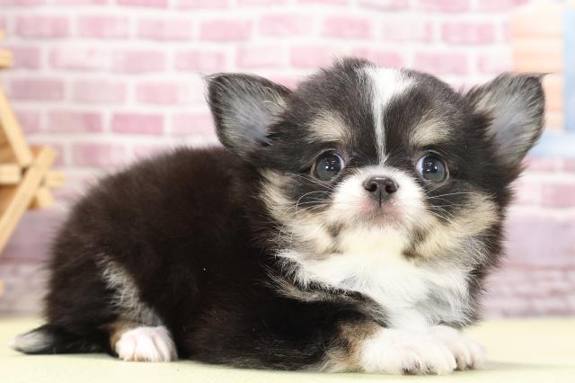 京都府のチワワ(ロング) (Coo&RIKU京都河原町店/2023年7月1日生まれ/女の子/ブラックタンホワイト)の子犬の2枚目の画像