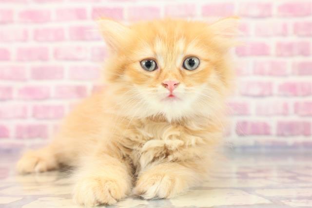 千葉県のミヌエット (Coo&RIKU東船橋店/2023年7月2日生まれ/女の子/レッドタビー)の子猫