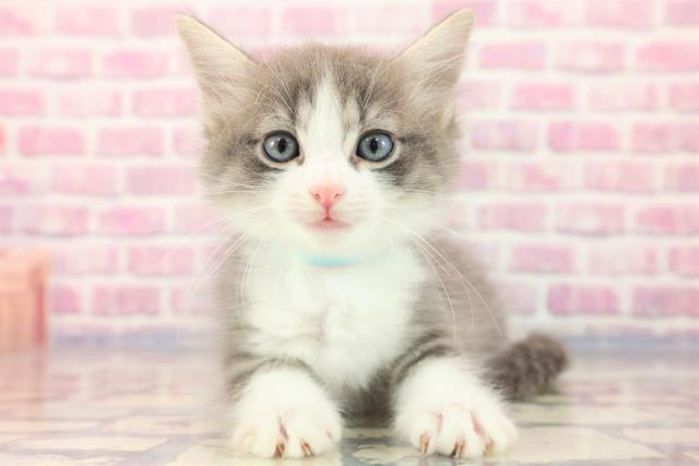 北海道のラガマフィン (Coo&RIKU北見店/2023年7月2日生まれ/男の子/ブルータビーホワイト)の子猫
