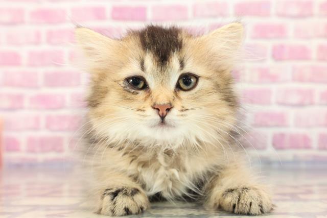 千葉県のサイベリアン (Coo&RIKU東船橋店/2023年6月12日生まれ/女の子/ブラウンタビー)の子猫