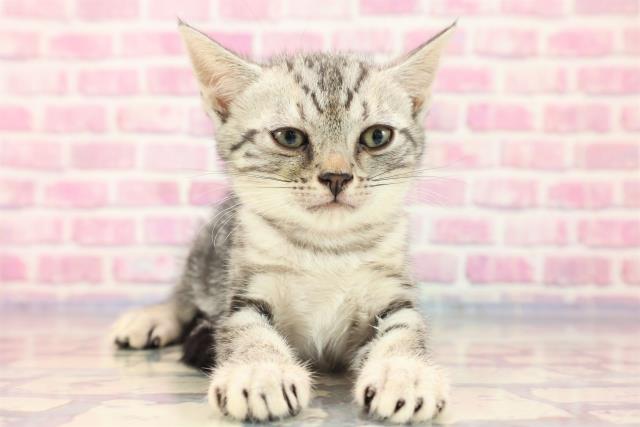 徳島県のアメリカンショートヘアー (Coo&RIKU徳島店/2023年6月25日生まれ/女の子/シルバータビー)の子猫