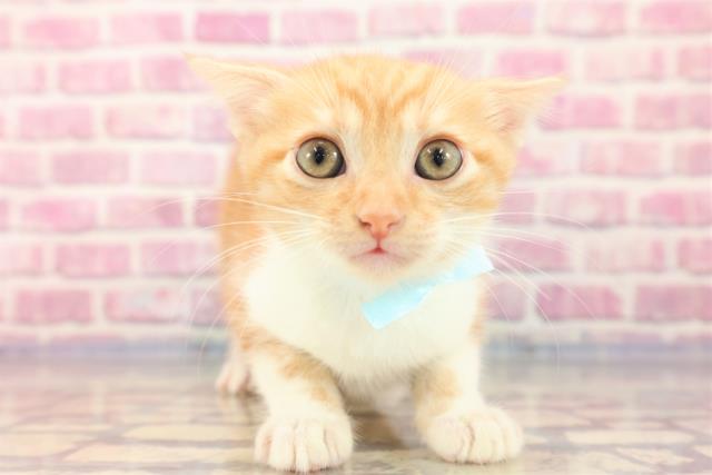 青森県のスコティッシュフォールド (Coo&RIKU青森店/2023年6月26日生まれ/男の子/レッドタビーホワイト)の子猫