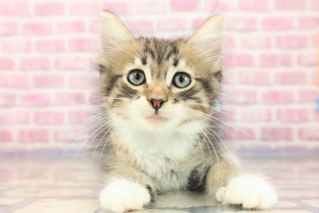 ノルウェージャン・フォレストキャット