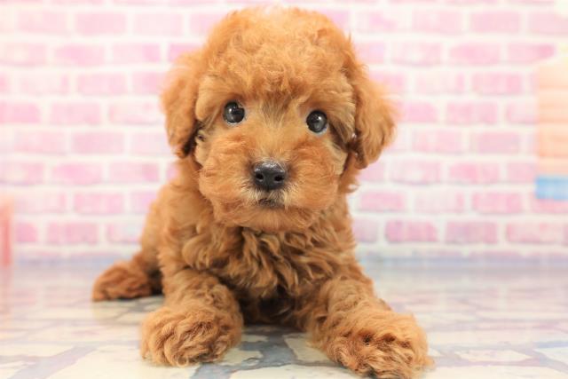 埼玉県のトイプードル (Coo&RIKU所沢店/2023年7月3日生まれ/男の子/レッド(赤))の子犬