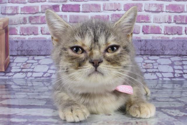 北海道のミヌエット (Coo&RIKU函館店/2023年6月30日生まれ/女の子/ブルークリーム)の子猫