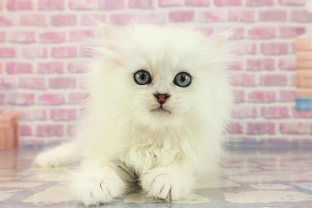 群馬県のペルシャ (Coo&RIKU藤岡店/2023年7月4日生まれ/女の子/シルバー)の子猫