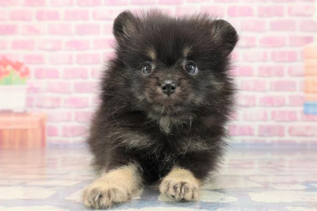 沖縄県のポメラニアン (Coo&RIKU石垣店/2023年7月4日生まれ/男の子/ブラックタン)の子犬