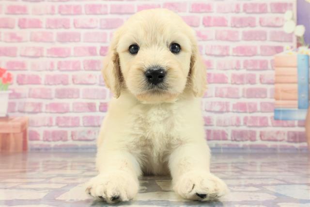 群馬県のゴールデンドゥードゥル (Coo&RIKU高崎店/2023年7月1日生まれ/男の子/クリーム)の子犬