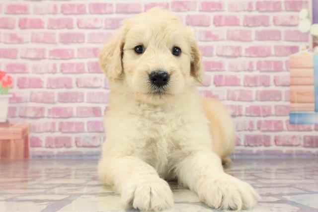 栃木県のゴールデンドゥードゥル (Coo&RIKU小山店/2023年7月1日生まれ/女の子/クリーム)の子犬
