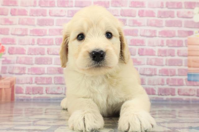 島根県のゴールデンドゥードゥル (Coo&RIKU出雲店/2023年7月1日生まれ/女の子/クリーム)の子犬