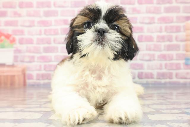 埼玉県のシーズー (Coo&RIKU所沢店/2023年7月5日生まれ/女の子/ホワイトゴールド)の子犬